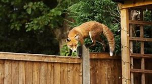 How To Deal With Foxes