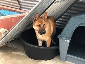 How To Help a Stray Dog